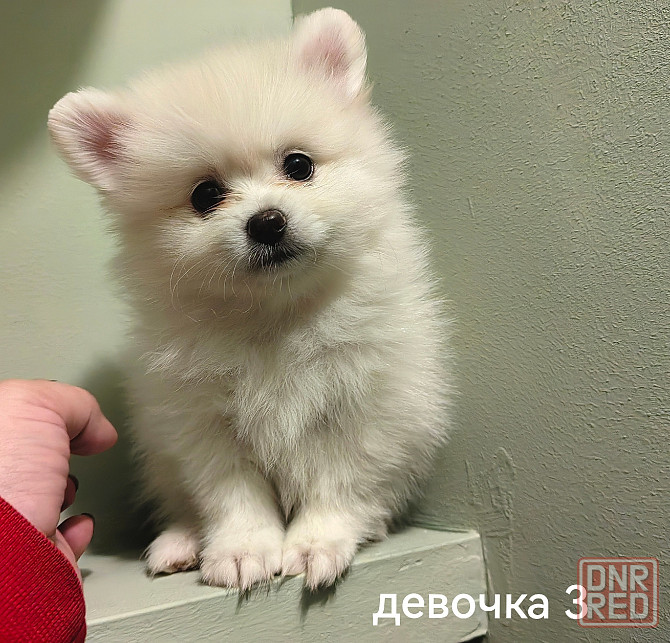 Счастье в дом на долгие годы. Донецк - изображение 2