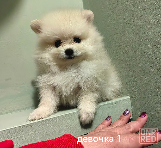 Счастье в дом на долгие годы. Донецк - изображение 5