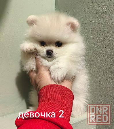 Счастье в дом на долгие годы. Донецк - изображение 8