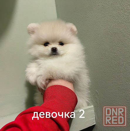 Счастье в дом на долгие годы. Донецк - изображение 6