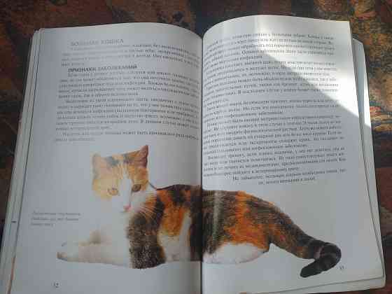 Кошки содержание и уход, кормление Донецк