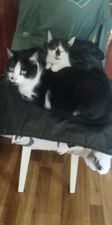 Отдам котенка в добрые руки Донецк