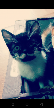 Отдам котенка в добрые руки Донецк