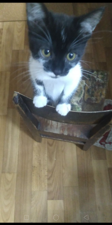 Отдам котенка в добрые руки Донецк