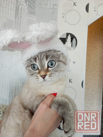 Продаётся кошечка Донецк - изображение 5