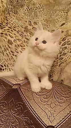 Котята Мейн кун Донецк