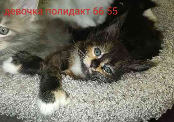 Котята Мейн кун Донецк