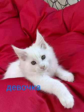 Котята Мейн кун Донецк