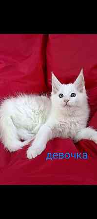 Котята Мейн кун Донецк
