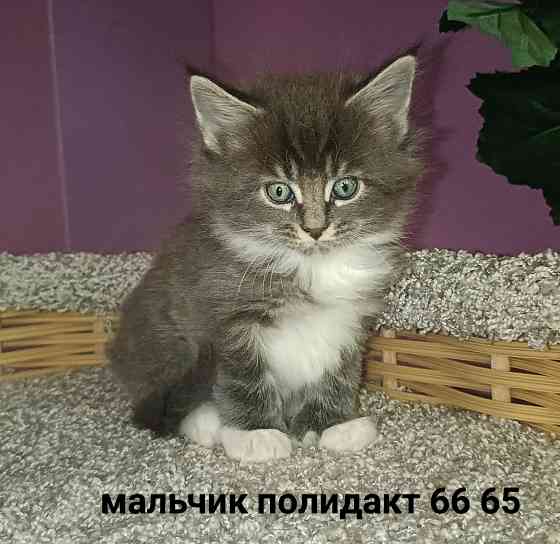 Котята Мейн кун Донецк