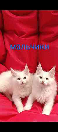 Котята Мейн кун Донецк