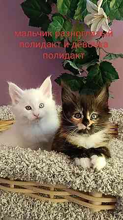 Котята Мейн кун Донецк
