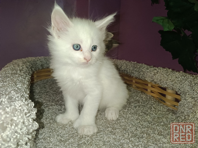 Котята Мейн кун Донецк - изображение 6