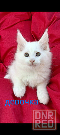 Котята Мейн кун Донецк - изображение 4