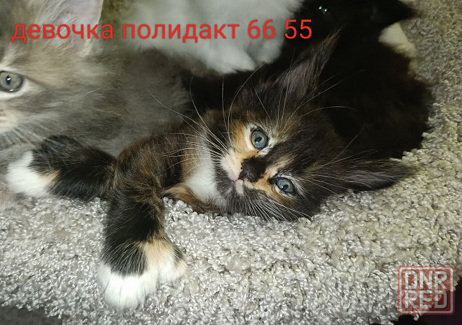 Котята Мейн кун Донецк - изображение 5