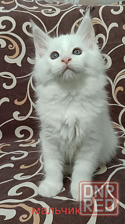 Котята Мейн кун Донецк - изображение 2