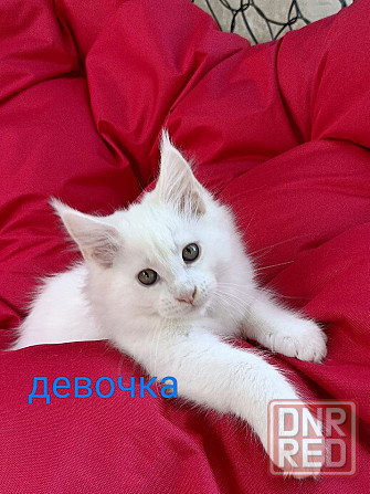 Котята Мейн кун Донецк - изображение 6