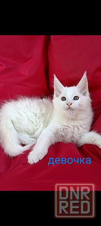 Котята Мейн кун Донецк - изображение 5
