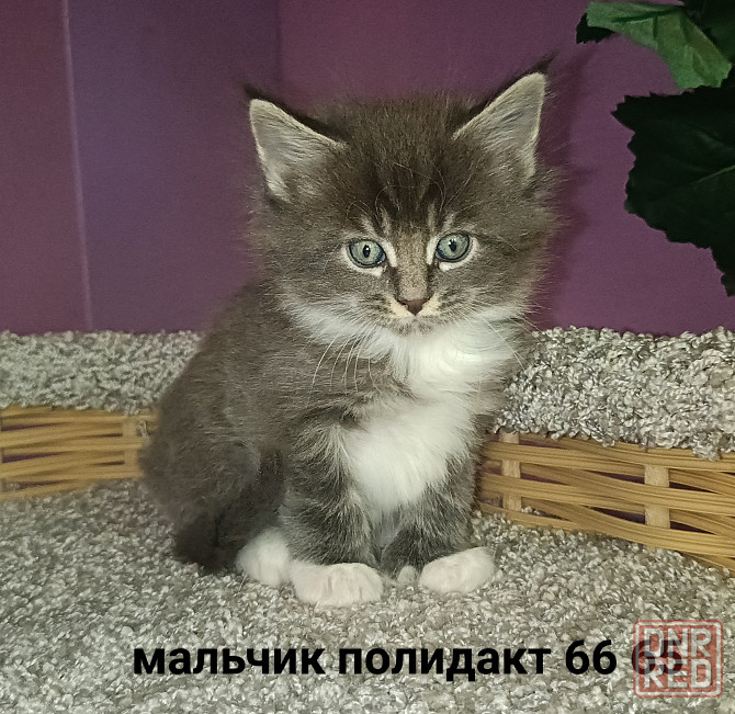 Котята Мейн кун Донецк - изображение 4