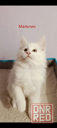Котята Мейн кун Донецк - изображение 3