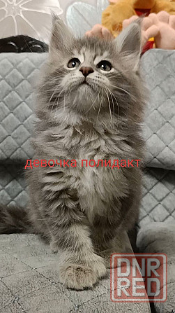 Котята Мейн кун Донецк - изображение 6