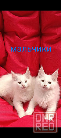 Котята Мейн кун Донецк - изображение 1
