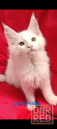 Котята Мейн кун Донецк - изображение 3