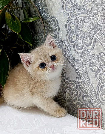 Британец лиловый золотой. Донецк - изображение 3