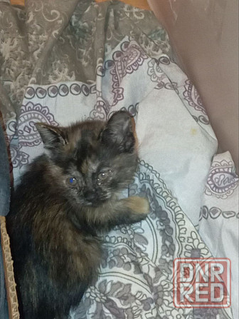 Отдам в хорошие руки котенка от кошки крысоловки Донецк - изображение 1