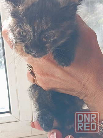 Отдам в хорошие руки котенка от кошки крысоловки Донецк - изображение 2