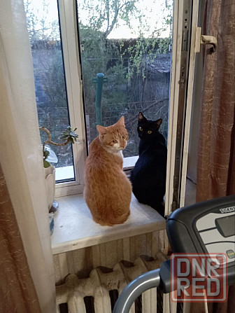 Отдам в хорошие руки котенка от кошки крысоловки Донецк - изображение 4