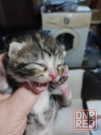 Красивые котята бронь Донецк - изображение 4