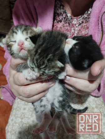 Красивые котята бронь Донецк - изображение 2