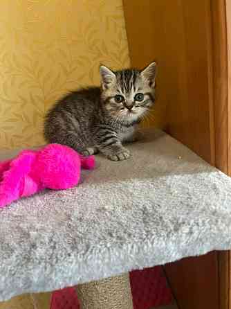 Котенок Шотландский мальчик Донецк
