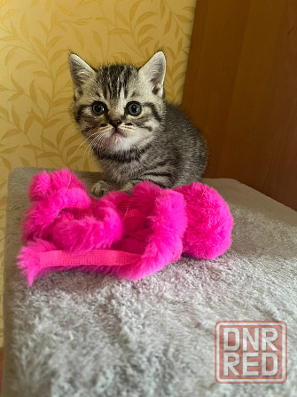 Котенок Шотландский мальчик Донецк - изображение 1