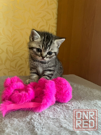 Котенок Шотландский мальчик Донецк - изображение 2