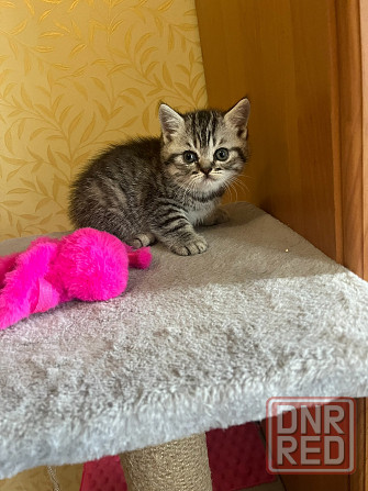 Котенок Шотландский мальчик Донецк - изображение 3