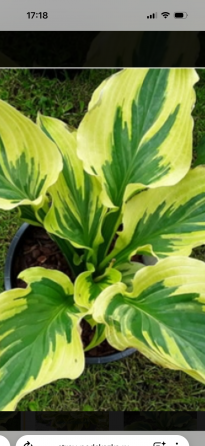 Садовые растения Донецк