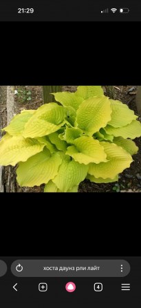 Садовые растения Донецк