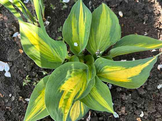 Садовые растения Донецк