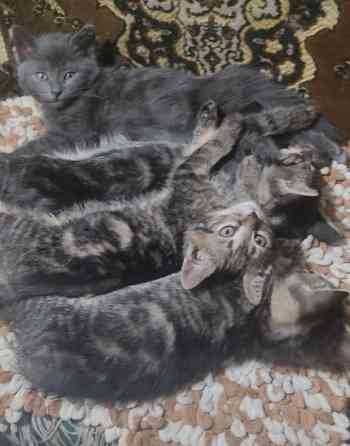 Отдам котят в добрые руки Макеевка