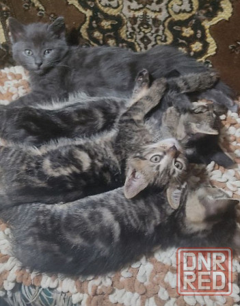 Отдам котят в добрые руки Макеевка - изображение 1