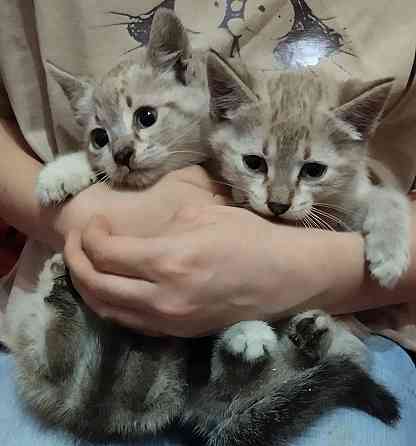 Тайские котята Донецк