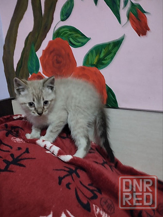 Тайские котята Донецк - изображение 3