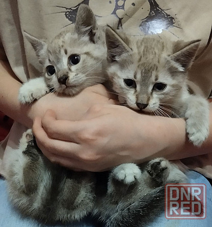 Тайские котята Донецк - изображение 5