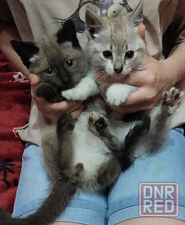 Тайские котята Донецк - изображение 6
