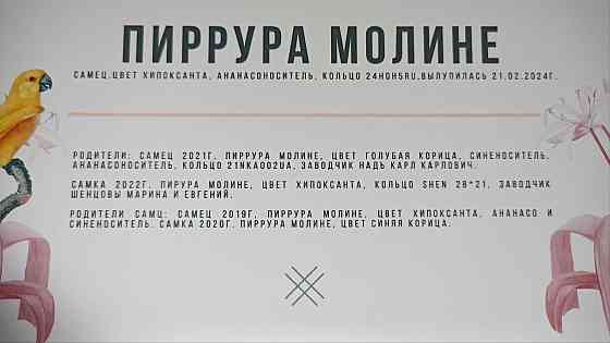 Продам попугая Донецк