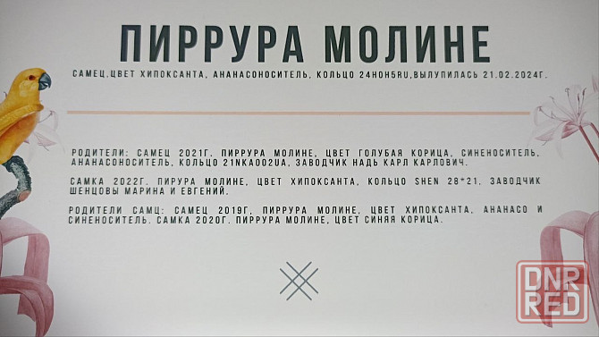 Продам попугая Донецк - изображение 1