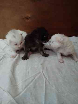 Мейн-кун, котята, Мейн кун, Меин кун, Меин-кун, Донецк