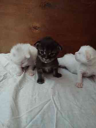 Мейн-кун, котята, Мейн кун, Меин кун, Меин-кун, Донецк